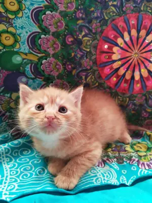 Maine coon Keverék kiscicák gazdit keresnek - kép 7