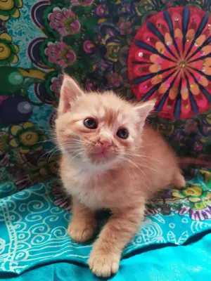 Maine coon Keverék kiscicák gazdit keresnek - kép 6