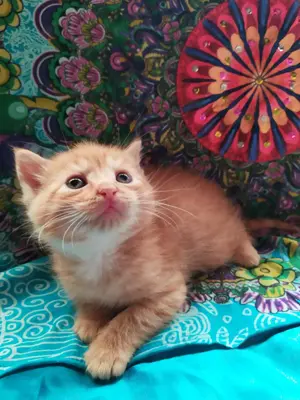 Maine coon Keverék kiscicák gazdit keresnek - kép 8
