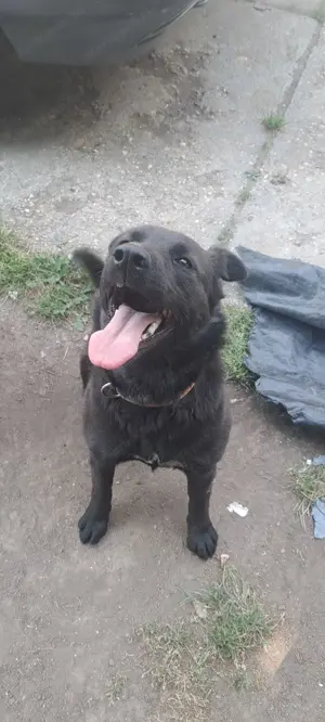 Ingyenes Fekete Keverék Kutya