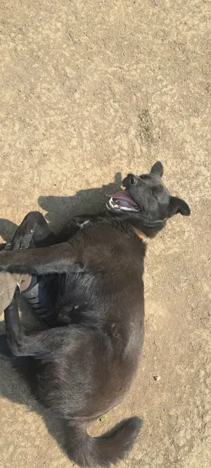 Ingyenes Fekete Keverék Kutya - kép 2