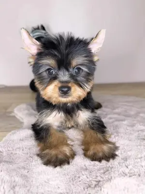 Mini Yorkshire Terrier 