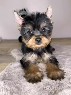 Mini Yorkshire Terrier 