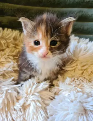 Törzskönyvezett szülőktől Maine Coon babyk foglalhatók!