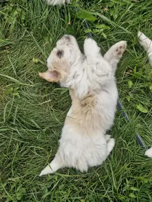 Bézs-fehér Bichon Havanese kiskutya - kép 3