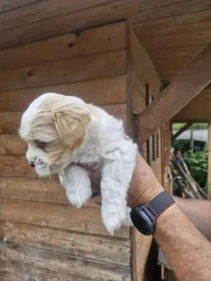 Bézs-fehér Bichon Havanese kiskutya - kép 4