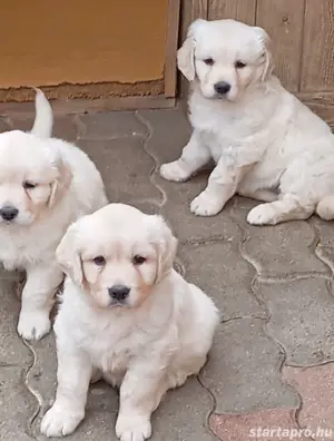 Golden retriever.