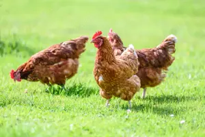  Garantáltan GMO mentes tápon nevelt 10 hetes, 1 kg súlyú csirke a legjobb áron kapható, csak június