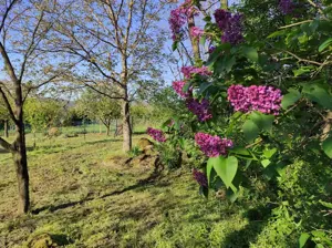 Balaton-felvidéki tanúhegyen erdős kis birtok eladó - kép 12