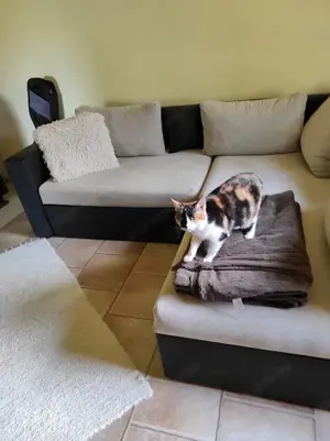 Balaton-felvidéki tanúhegyen erdős kis birtok eladó - kép 4