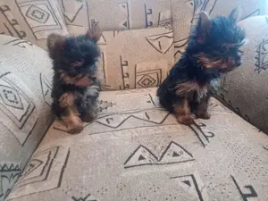 Yorkshire terrier jellegű kiskutyák