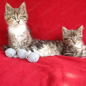 Maine coon 