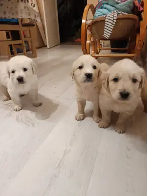 Golden retriever kiskutyák  - kép 2