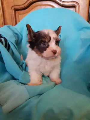 Yorki Yorkshire Biewer minőségi kisfiú- kislány  gazdit keres! 2 x oltva! 