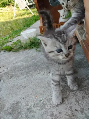 Ingyen elvihető házi jellegű kis cicák 