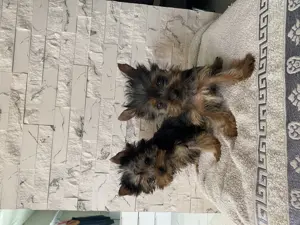 Yorkshire terrier kis kutyák