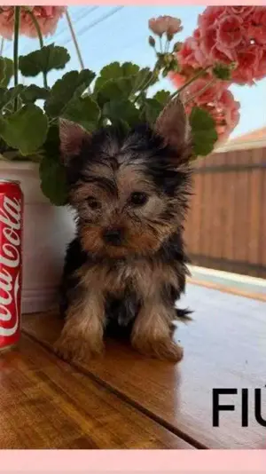Yorki kis fiu kis kutya