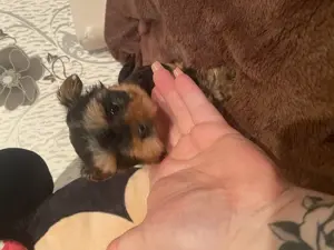 Mini yorki kislány gazdit keres