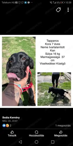 Tappancsot gyepmesteri telepről mentettük, most szerető gazdit keresünk neki - kép 5