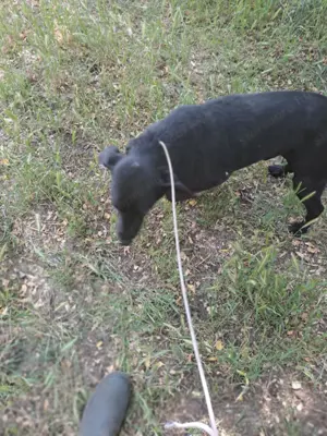 Tappancsot gyepmesteri telepről mentettük, most szerető gazdit keresünk neki - kép 6
