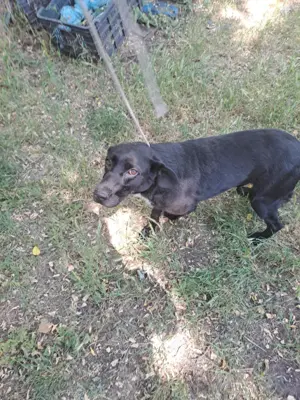 Tappancsot gyepmesteri telepről mentettük, most szerető gazdit keresünk neki - kép 3