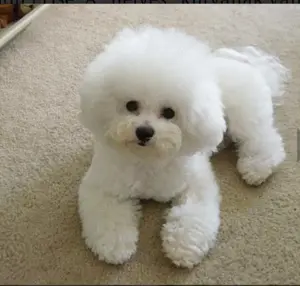 Havanese kislány 