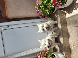 Westie cuki szuka kiskutyák eladók. - kép 10