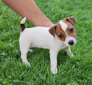 Jack russell russel eladó kiskutyák várják szerető gazdijukat