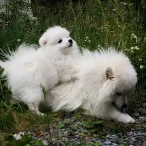 Spitz kisfiúk gazdisodnának