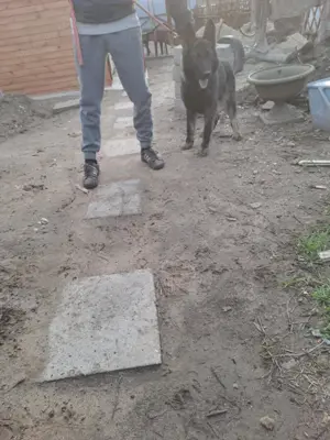 Német juhász németjuhász  - kép 2