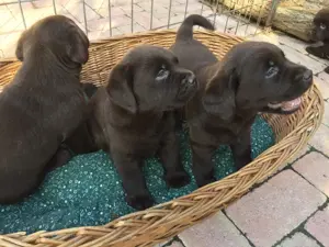 Labrador retriever