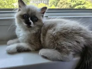 Ragdoll kölykök eladók