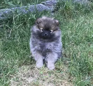 Tündéri pomerániai törpe spicc kisfiú eladó