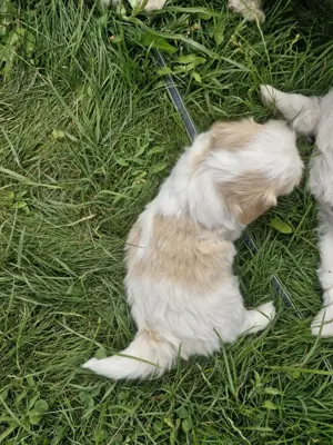 Bézs-fehér Bichon Havanese kiskutya - kép 2