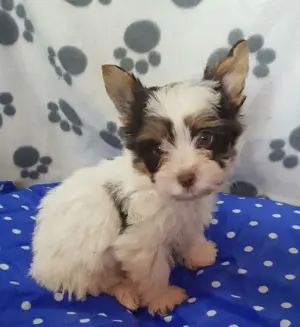  Yorki Yorkshire Biewer minőségi 3 hónapos kisfiúk  gazdit keresnek! 3 x oltva! 