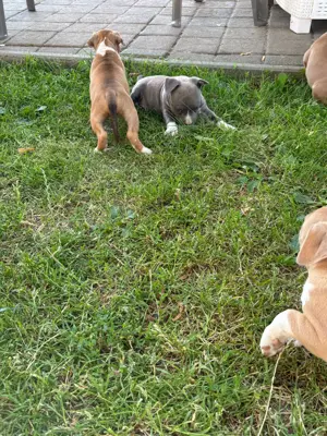 Amerikai Staffordshire terrier