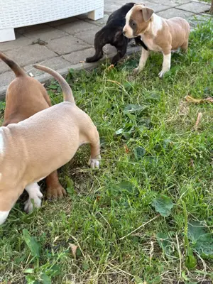 Amerikai Staffordshire terrier - kép 2
