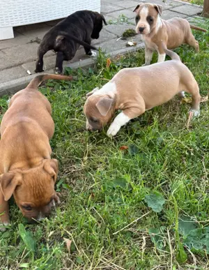 Amerikai Staffordshire terrier - kép 3