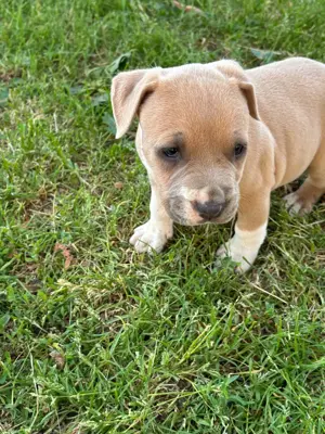 Amerikai Staffordshire terrier - kép 4