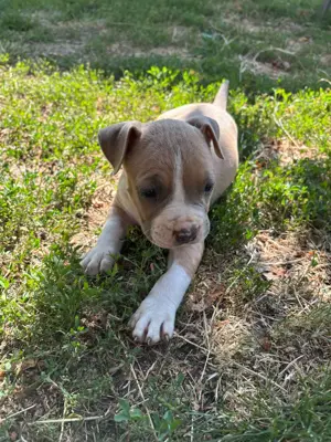 Amerikai Staffordshire terrier - kép 5