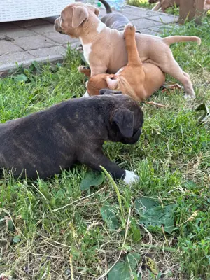 Amerikai Staffordshire terrier - kép 6