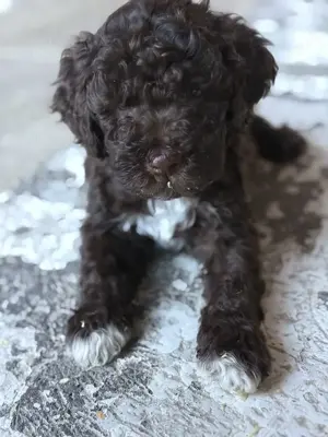 Lagotto ROMAGONOLO kiskutyák  - kép 2