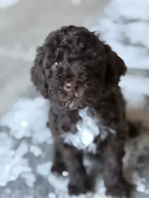 Lagotto ROMAGONOLO kiskutyák  - kép 3