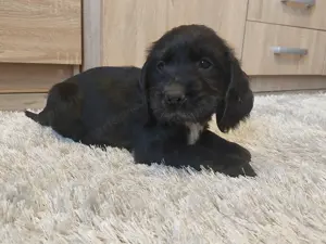 Angol Cocker Spániel
