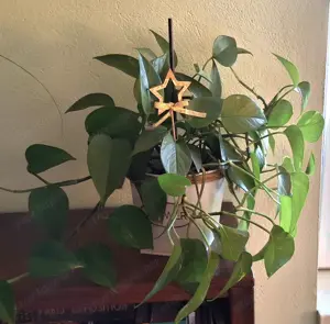  Az Ördög borostyánja - szobai futóka - kép 12