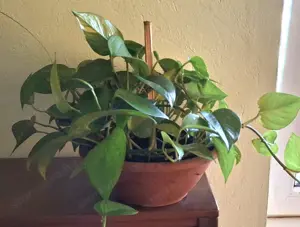  Az Ördög borostyánja - szobai futóka - kép 2