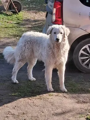 2 éves törzskönyvezett kuvasz szuka eladó - kép 2
