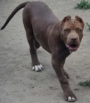 Amerikai XXL Bully Bordeuxi-Workingpit Mix