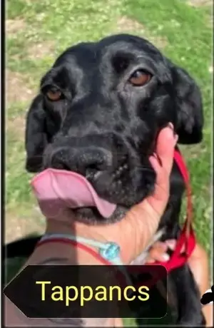 Tappancsot gyepmesteri telepről mentettük, most szerető gazdit keresünk neki - kép 2