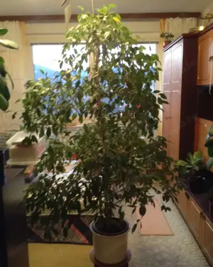 Eladó FIKUSZ Csüngőágú fikusz Ficus Benjamina kb 160 cm magas. - kép 2